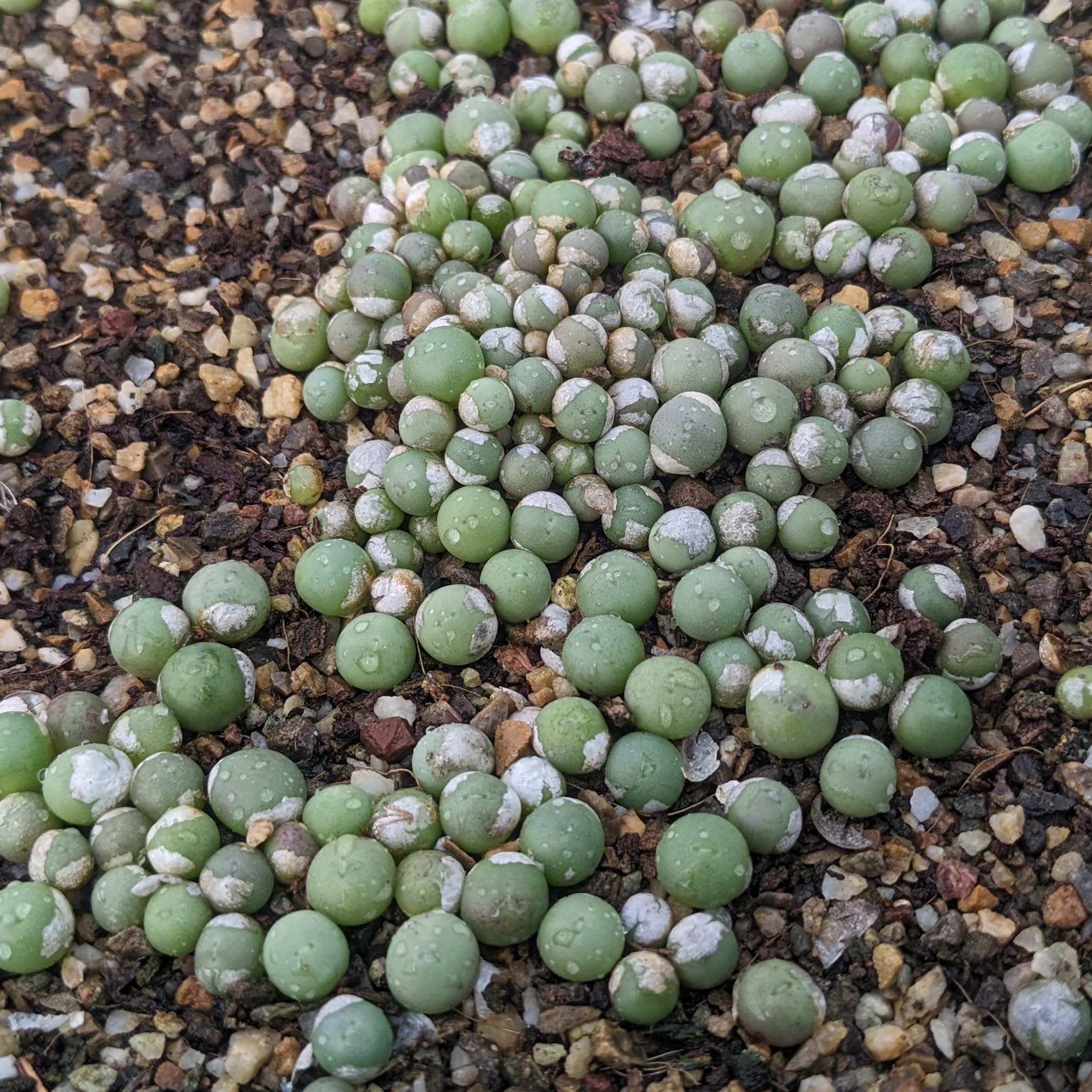 SUNNYPLANTS - Conophytum Calculus - Plantes Succulentes Pierres Vivantes, Lithops, Pack de 10, Diamètre 0,5 cm