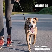 Vista 5 de Amber NaturalZ Canine DT Suplemento de hierbas para perros Suplemento canino para músculo, nariz, almohadilla de patas, nervios y apoyo