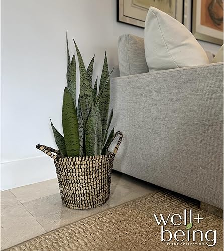 Miniatura 3 de Nature's Way Farms Sansevieria Zeylanica, planta de serpiente, planta de interior viva de 25-30 pulgadas de alto en maceta de cultivo