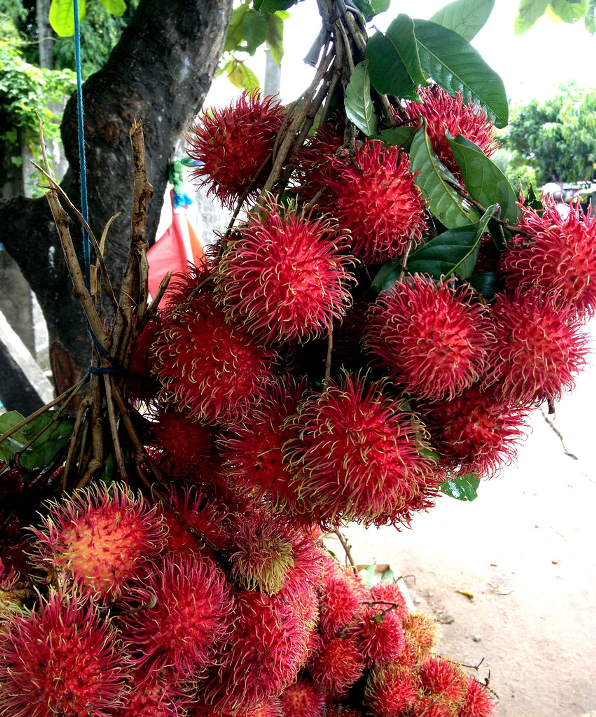 Aiden Gardens Rare Hybrid Budded Deep Red Malwana Rambutan Nephelium lappaceum 1 Healthy Live Plant (B094K2KZL6) Amazon Price History, Amazon Price Tracker