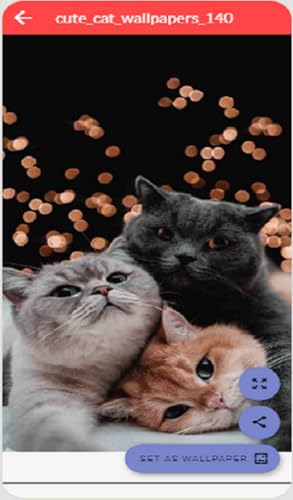 Wallpaper Cat HD