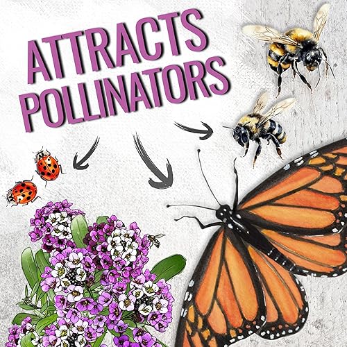 Miniatura 5 de Seed Needs Royal Carpet Alyssum Semillas para plantar, reliquia y sin tratar, tiernas flores perennes para atraer polinizadores a jardines de rocas,