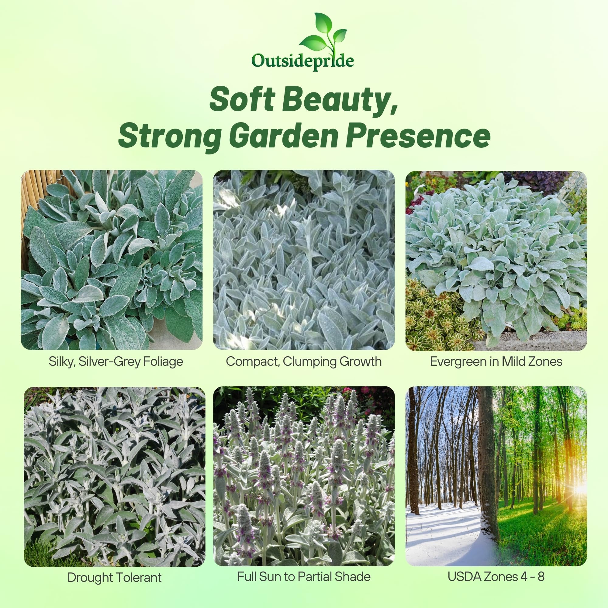 Amazon.com : Outsidepride Stachys Byzantina Lamb's Ear Seeds - 1000 Pcs  Perennial Flower Seeds for Planting Velvet-Textured Silvery Foliage &  Vibrant Blooms for Ground Cover & Pollinator Gardens : Flowering Plants :