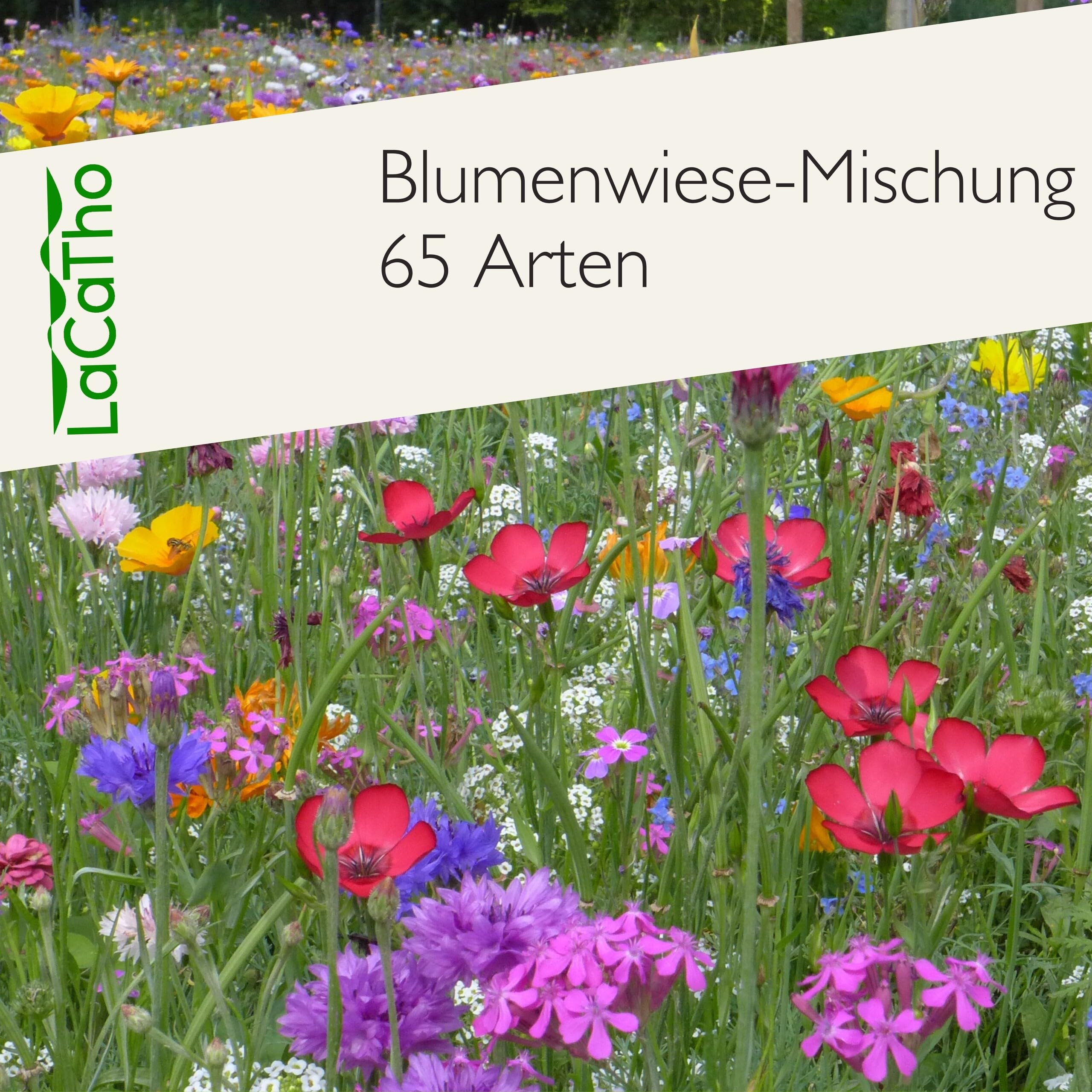 Blumenwiese mit 65 Wildkräuterarten, fünfjährige Bienenweide, insektenfreundliche Blühwiese, wilde mehrjährige winterharte Samenmischung für Bienen Hummeln und Schmetterlinge, Blumenwiesen (20qm)