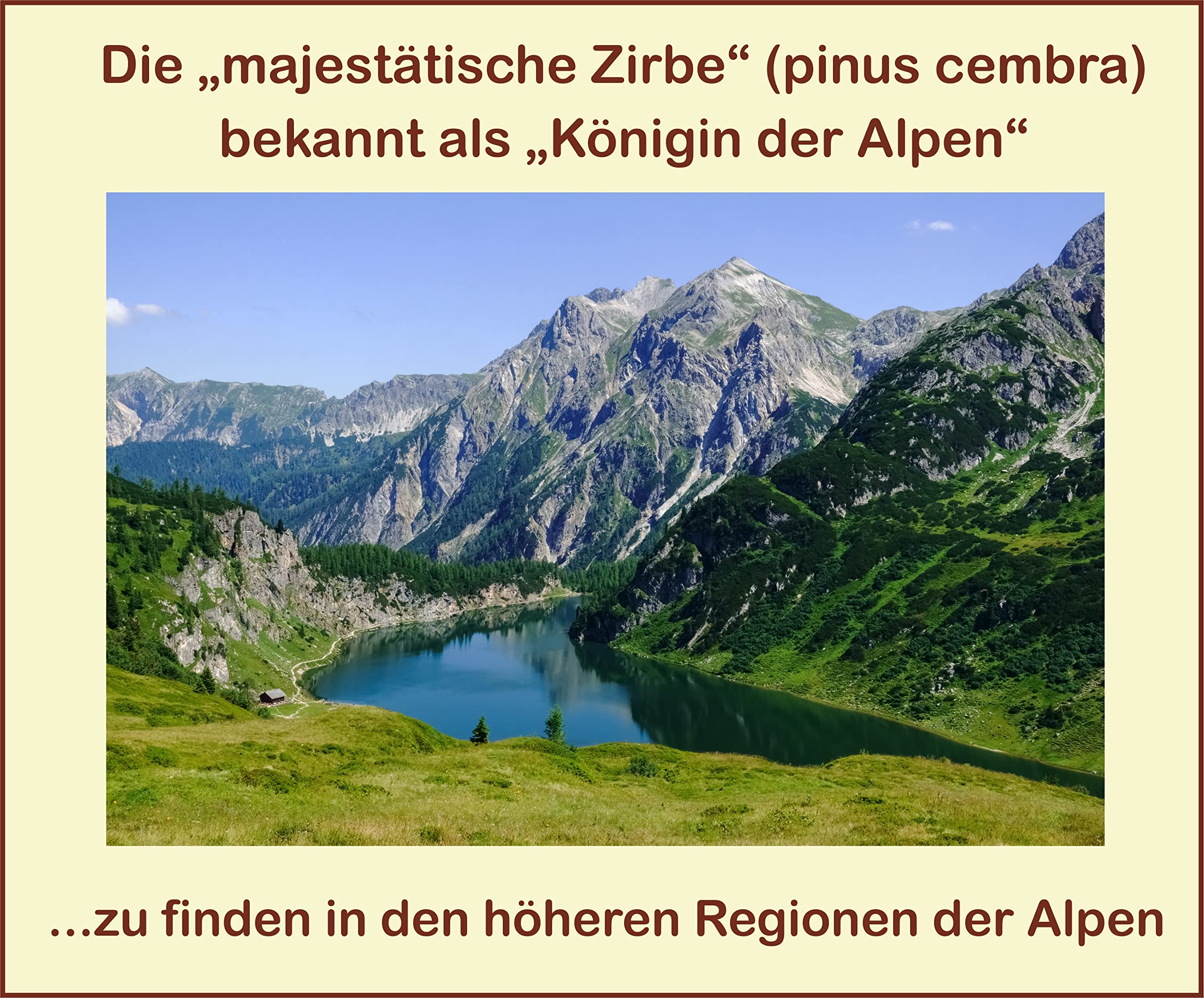 Premium-Öl; naturreines, ätherisches Zirbelkiefernöl aus Österreich, als Duftöl, für Raumduft-Diffuser, zur aromatischen Anwendung; (120 ml)
