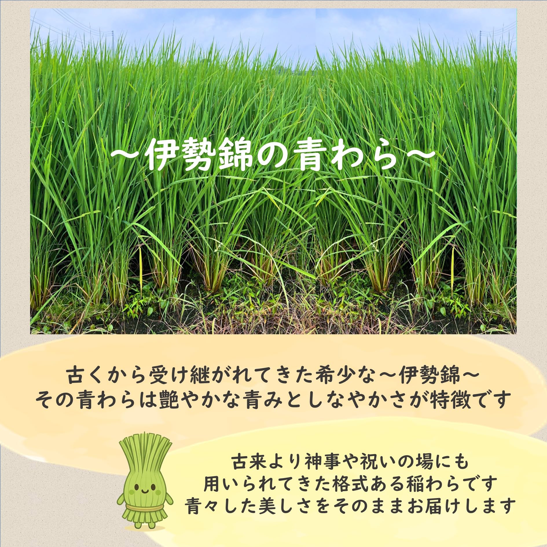 Amazon.co.jp: 令和7年度産 伊勢錦の青わら約2㎏ 新潟産の国産藁