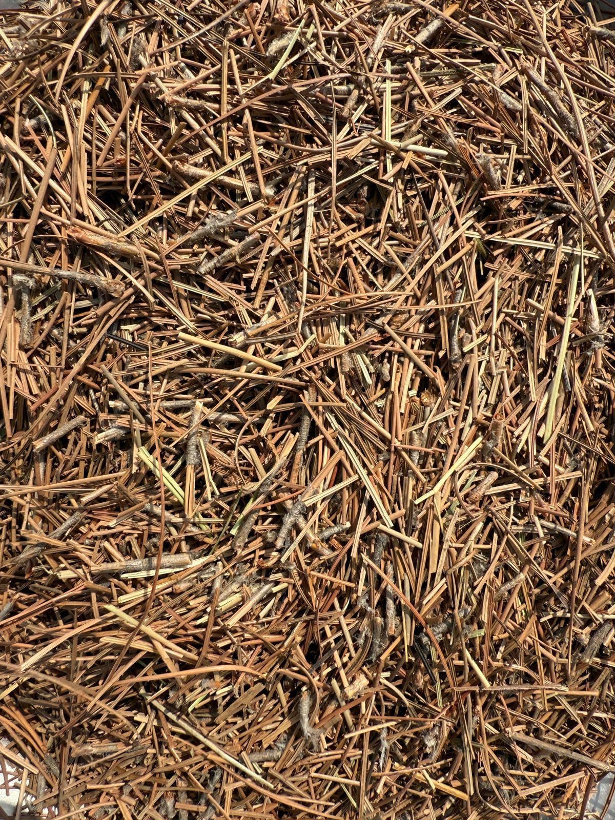 Pine Needles Leaves Dried - Pine needle tea - 50 Gram-image-4