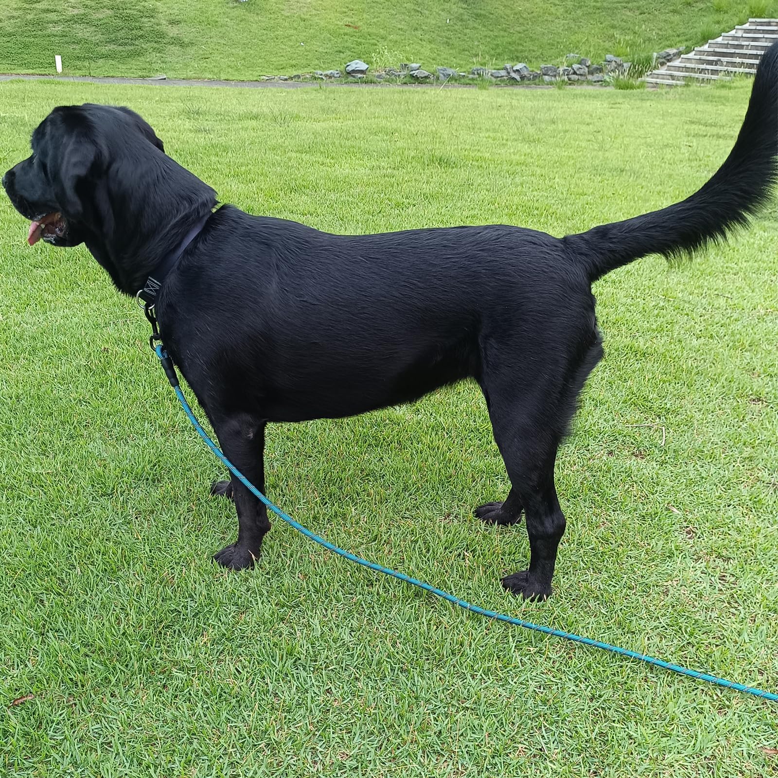 BTINESFUL Long Dog Leash, 10/15/20/30/50FT Dog Training Leash with Soft Handle, Reflective Heavy Duty Rope Dog Lead for Medium Large Dogs Outside Play, Camping (3/8" x 10ft, Blue) - image 7