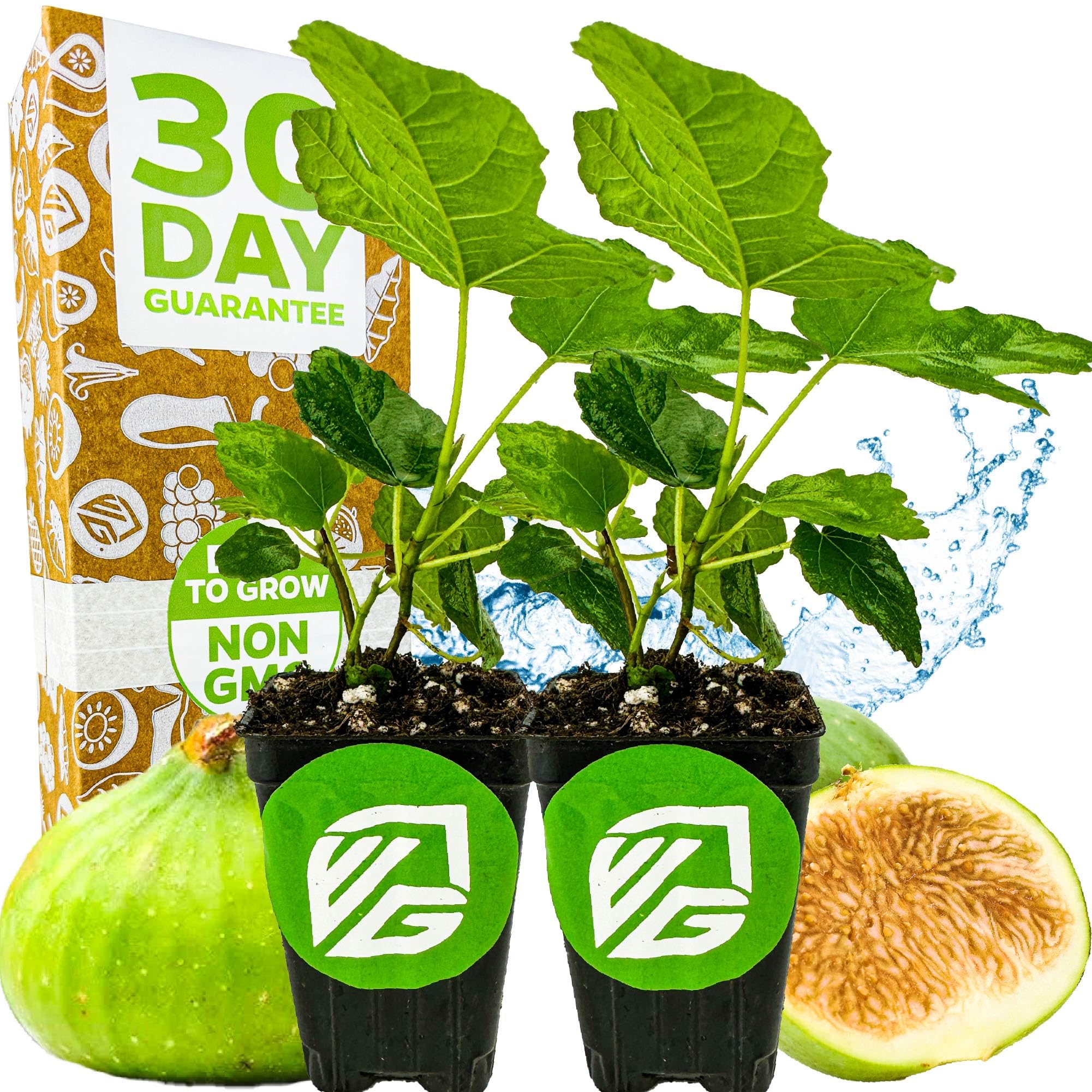 Wellspring Gardens Lattarula Honey Fig 2-Pack