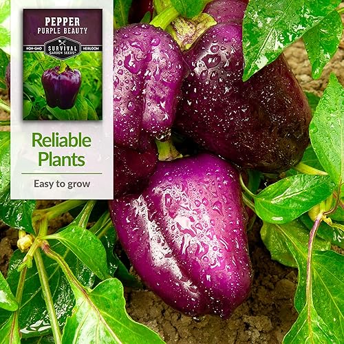Miniatura 4 de Purple Beauty - Semilla de pimiento para plantar, 1 paquete con instrucciones para plantar y cultivar pimientos morados en tu huerto casero,