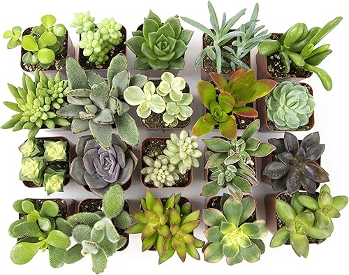 Miniatura 6 de Plants for Pets Plantas de interior fáciles de cultivar (paquete de 12) y plantas suculentas vivas Altman (paquete de 20) - Plantas de interior en