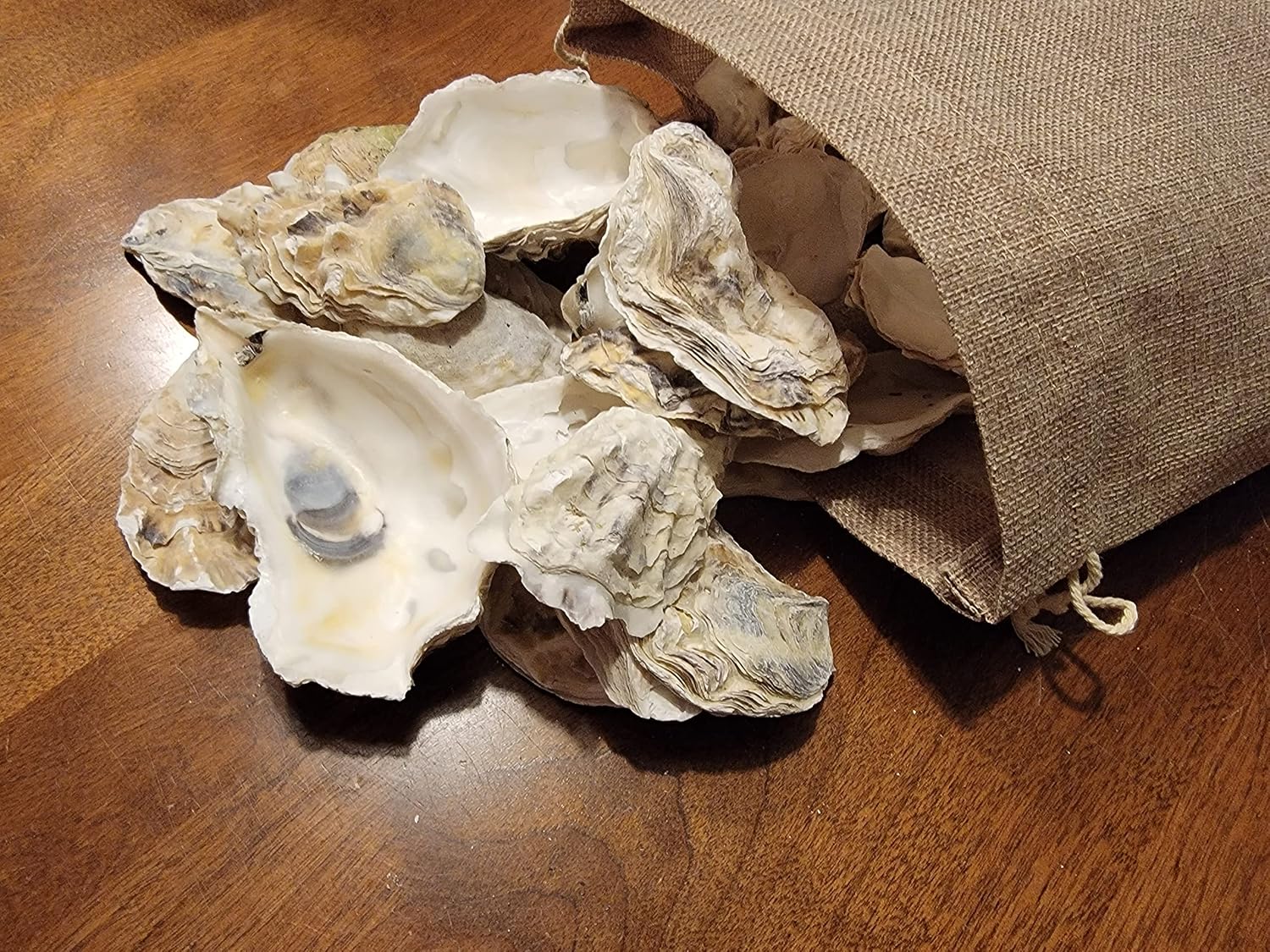 Seaside Treasures Oyster Giants | Oyster Shells 2" - 4" | 30 Oyster Shells for Arts Crafts and Décor