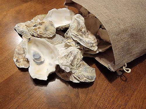 Miniatura 2 de Seaside Treasures Oyster Giants | Conchas de ostra de 2 a 4 pulgadas | 30 conchas de ostra para manualidades, manualidades y decoración