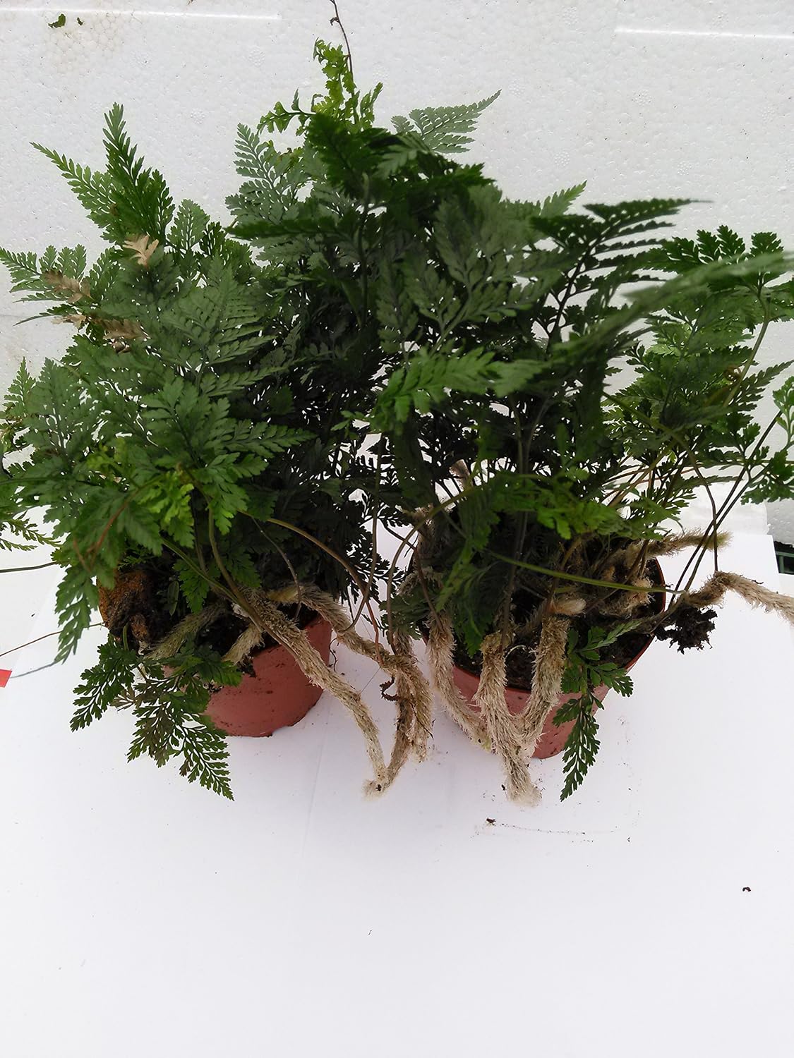 Two White Rabbit's Foot Fern 4" Pot - Davallia