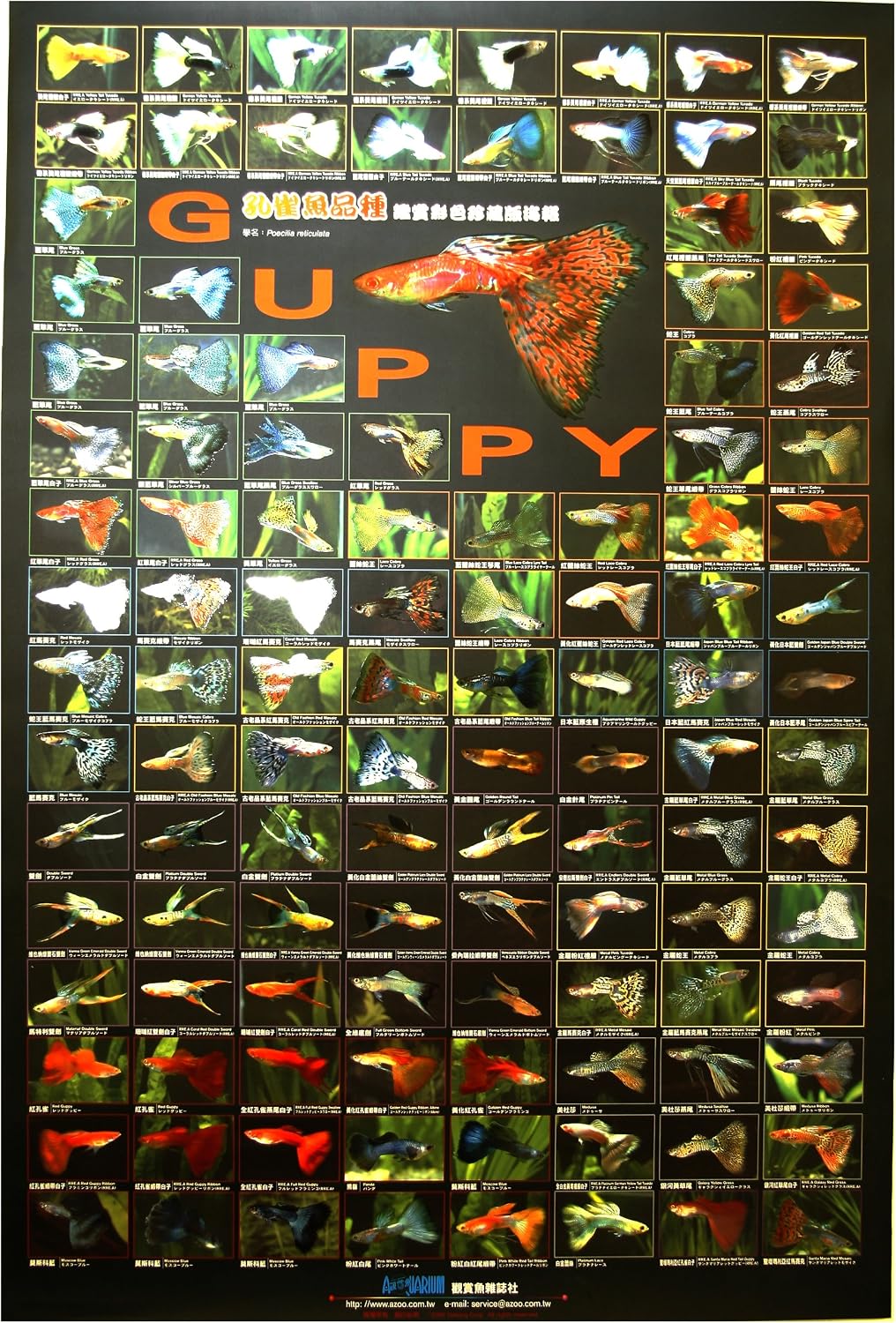 Azoo Aquarium Decor Guppy Poster