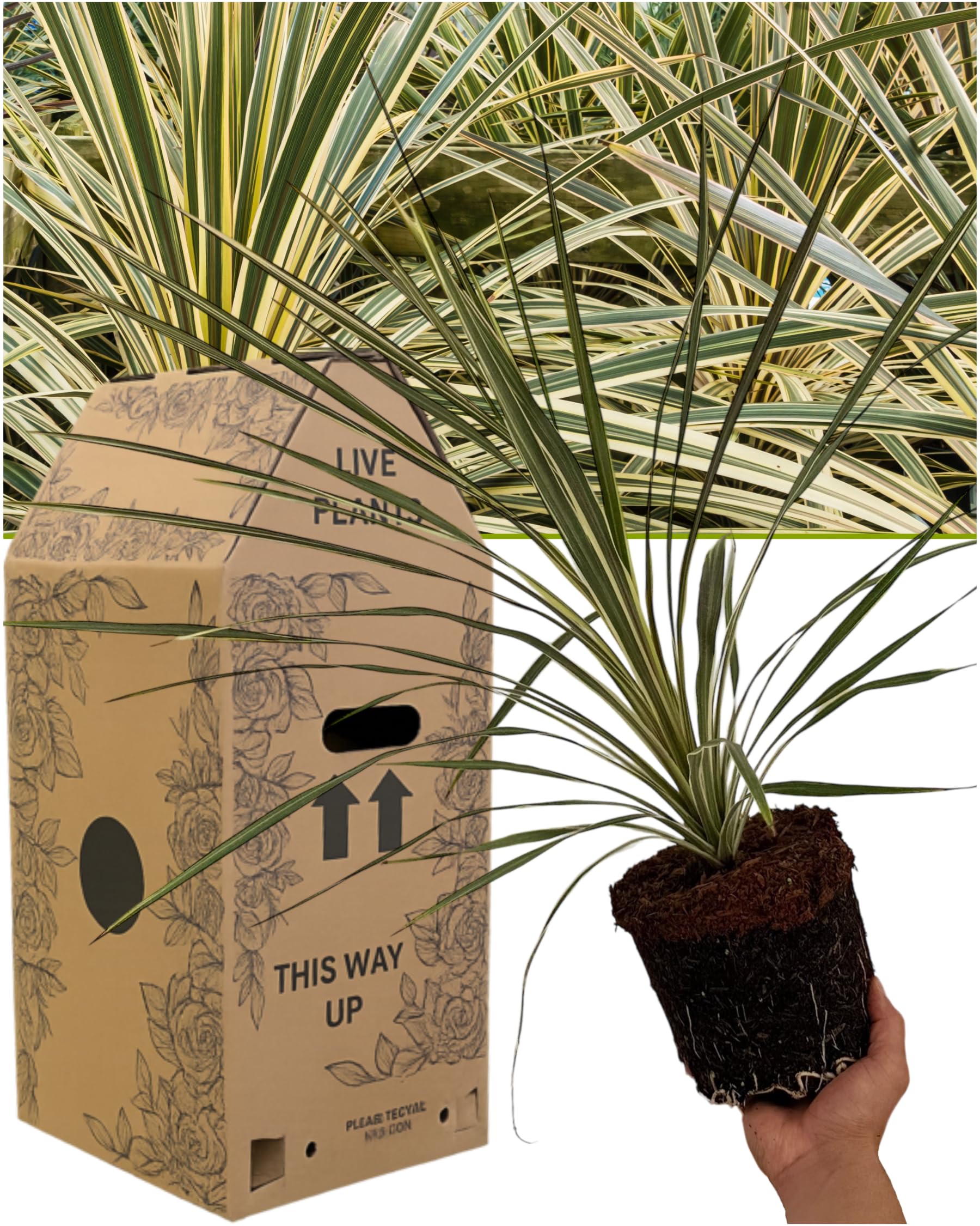 Cordyline Torbay Dazzler Garden Ready Plant - 1x Hardy Cabbage Palm Tree for Pots, Beds & Borders. Evergreen Perennial Ornamental Shrub. Delivered Fresh, Supplied in Large Peat Free 3L Rootball