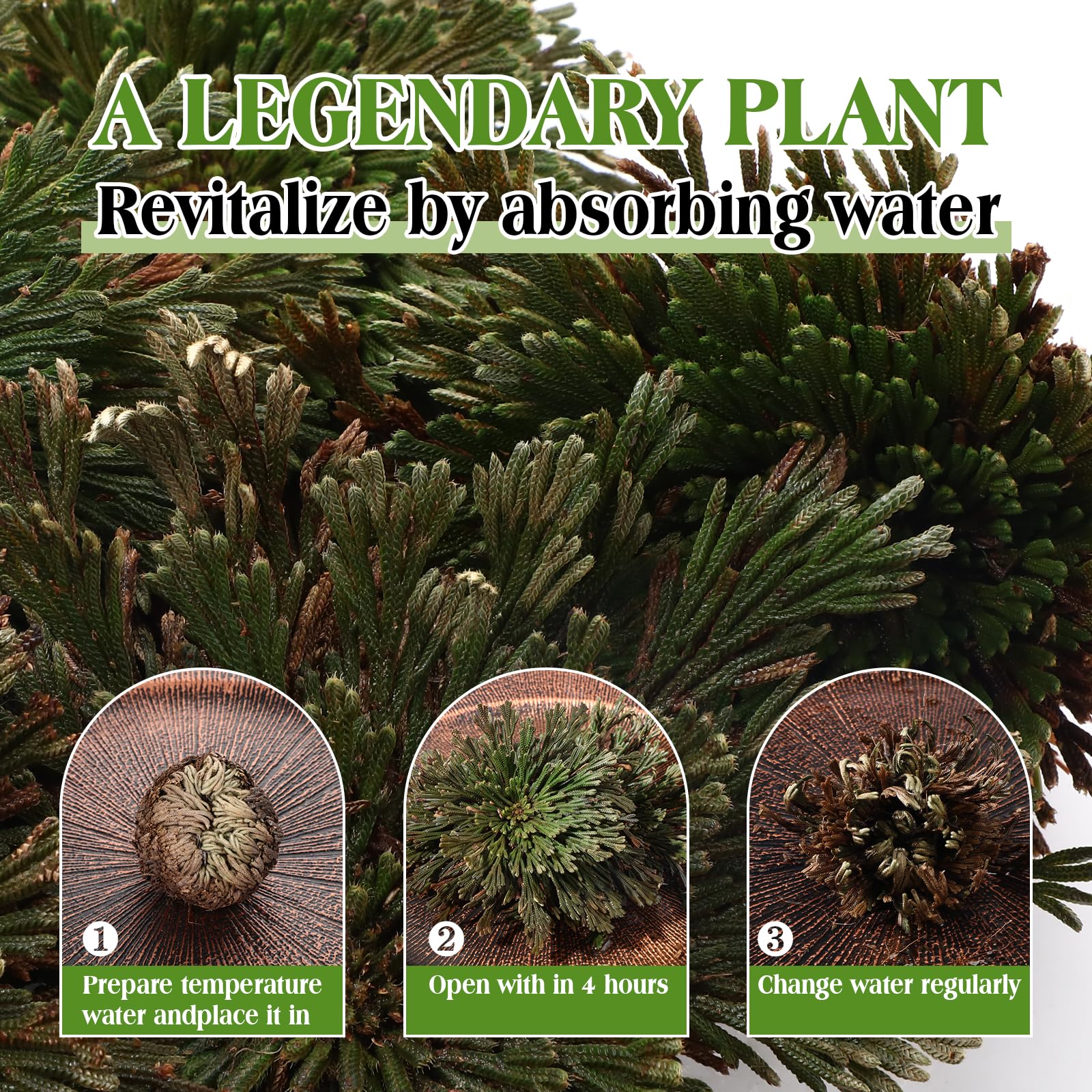 Amazon.com: Nuanchu 12 Pack Rose of Jericho Resurrection Plant Dried  Jericho Rose Selaginella Resurrection Grass Natural Fern Prayer Plant for  Spiritual Purification Home Decor (Mixed Sizes) : Home & Kitchen