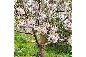 Paulownia Fortunei Empress Tree Seeds For Planting - Fast Growing Deciduous Tree
