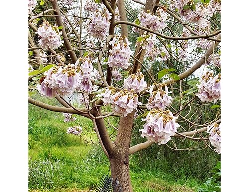 Best Paulownia Products For Your Garden: A Comprehensive Guide