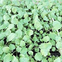 Kohlrabi Young Plants Set of 12 Super Melting Vegetable Plants