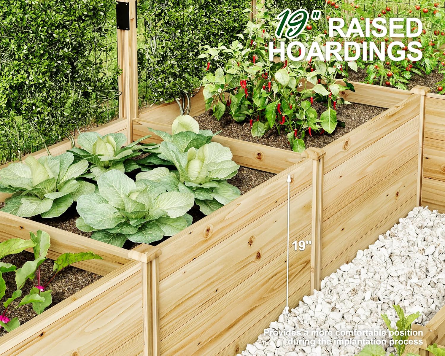 Close-up of the raised garden bed showing the 19-inch planting depth, with plants growing inside.