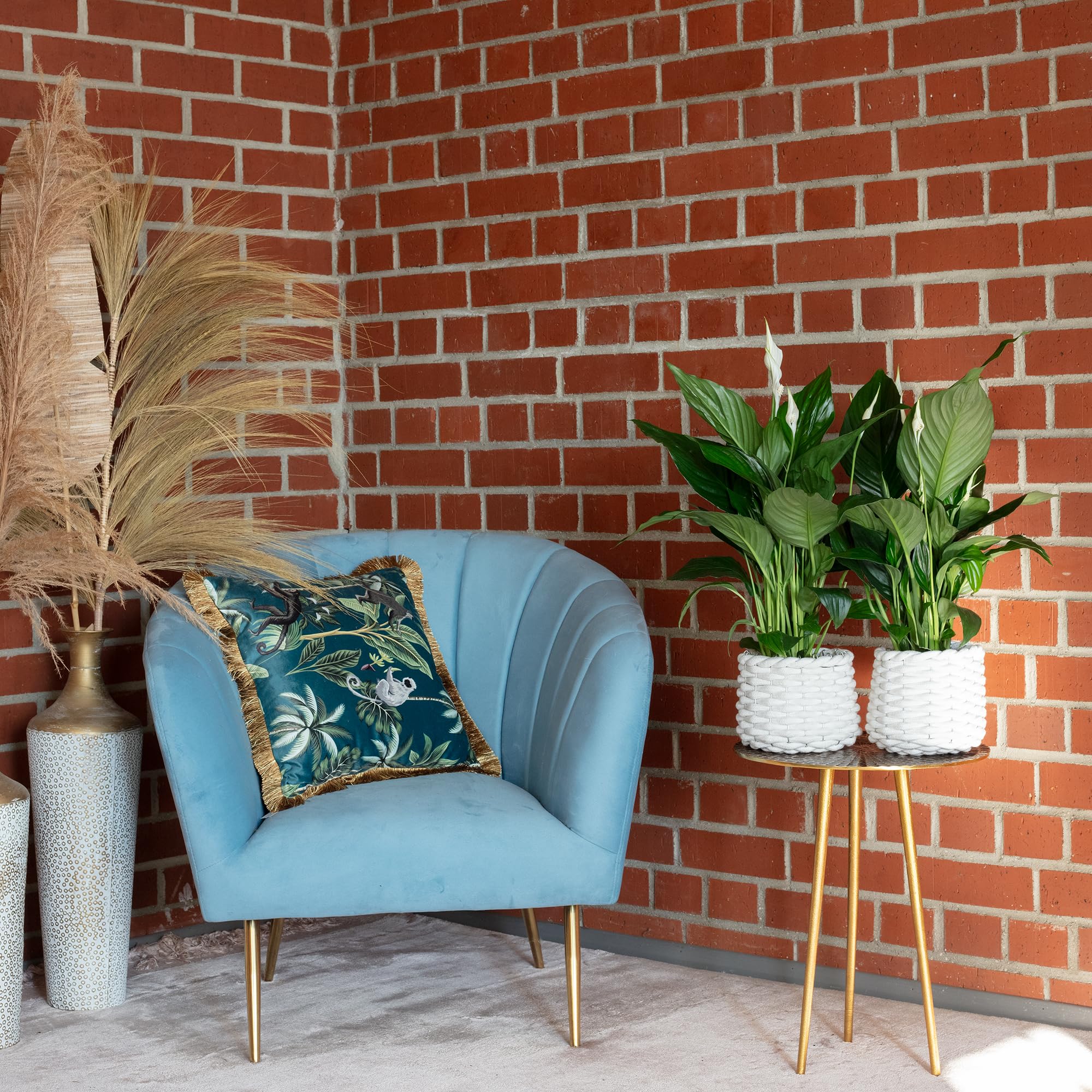 Paket] 3er-Set Einblatt 3-5 Blüten/Knospen - Spathiphyllum - Höhe ca