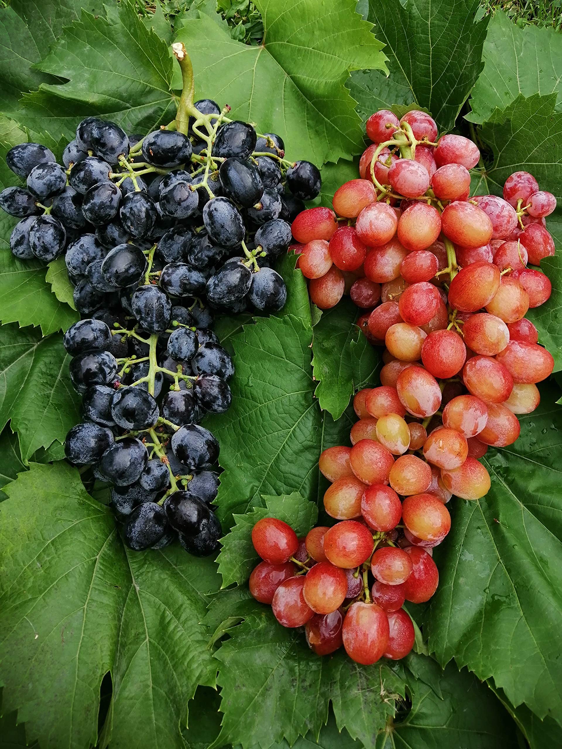 Frische kernlose Trauben sehr süß | blau, rosé und grün | 1 kg (Sultana Trauben)