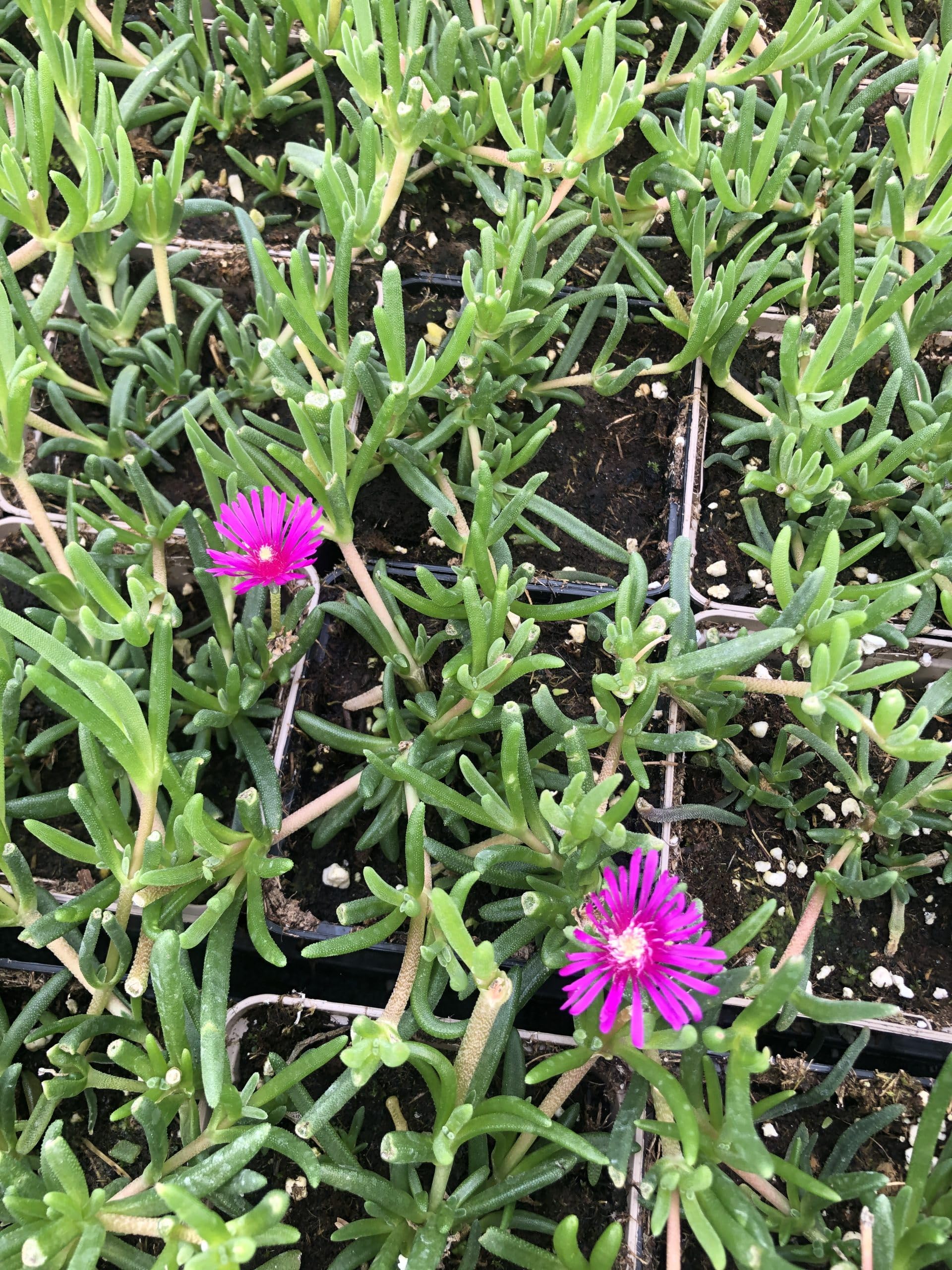 6x Fleur de l'après-midi - Delosperma cooperi | 9x9 cm pot