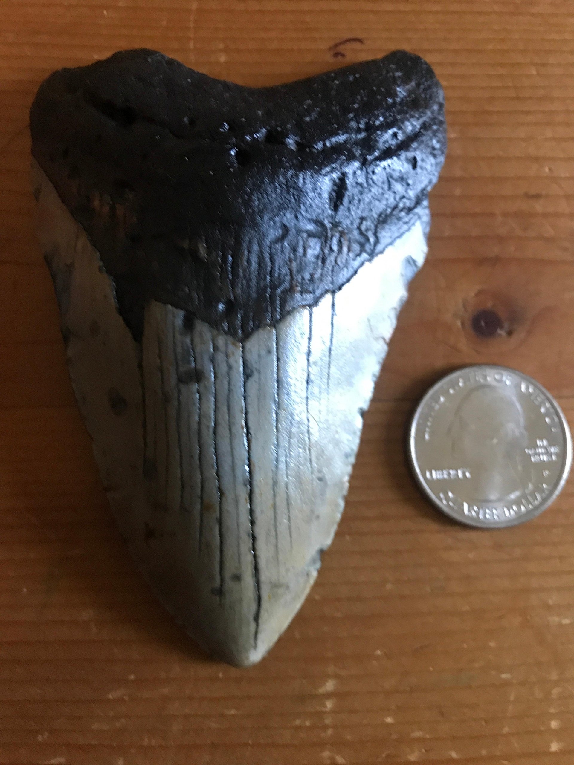 3 1/2 to 4 Inch Genuine Megalodon Fossil shark Tooth!