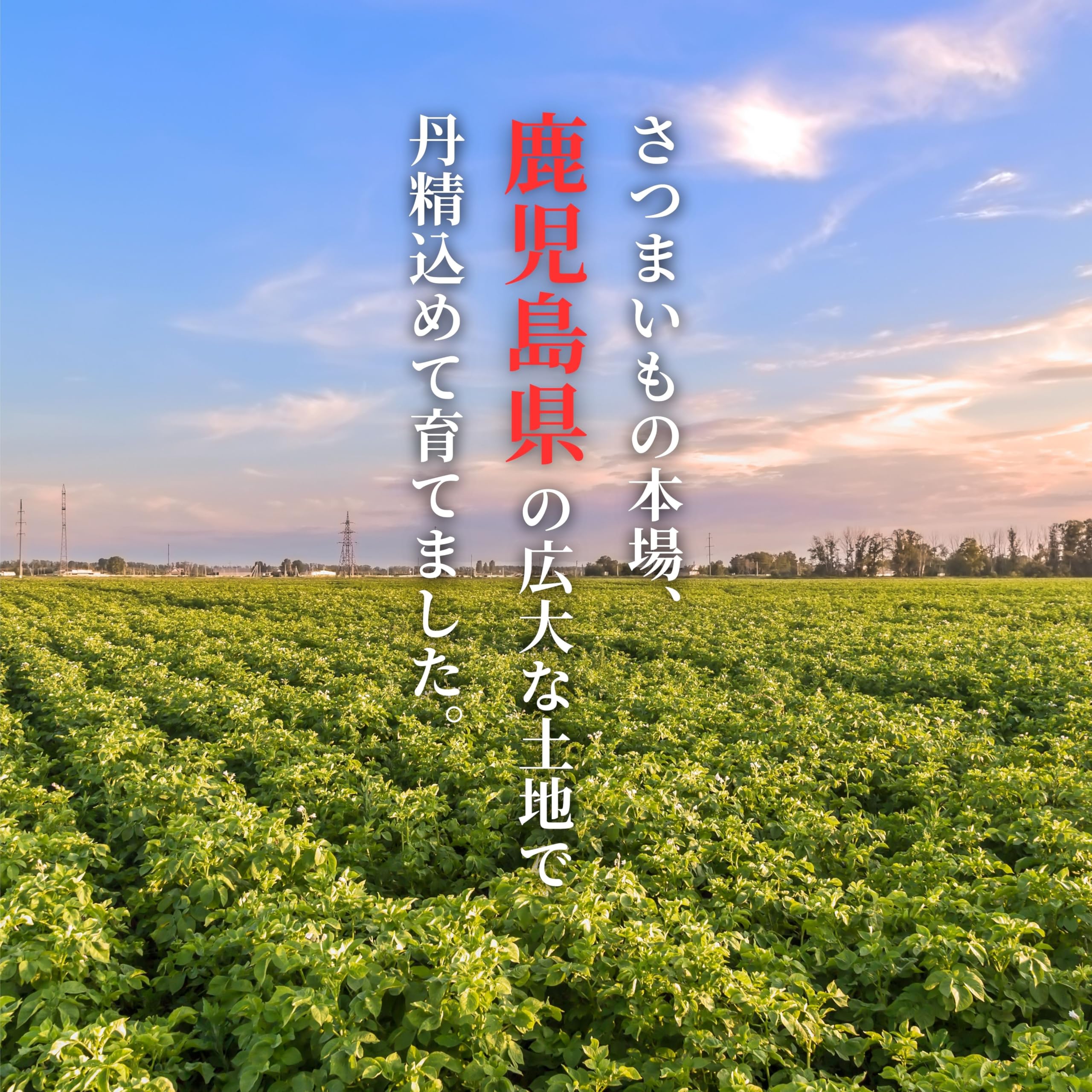 Amazon.co.jp: 希少！秀品 マロンゴールド 選べる【2㎏・5㎏・10㎏】 9