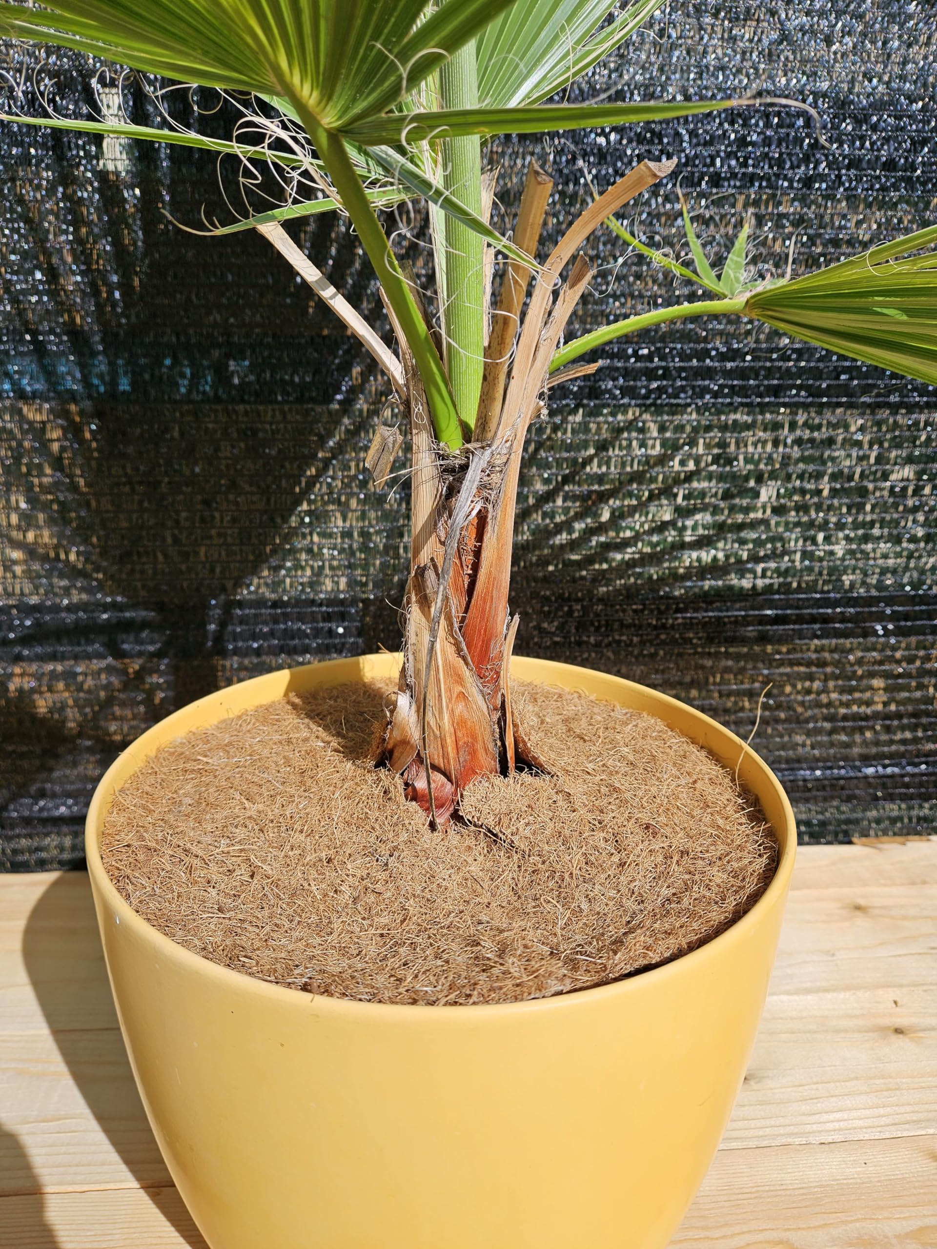 EraGreen® 5 discos de coco de 80 cm de diámetro, 100% fibra de coco, protección contra heladas para plantas en macetas y macetas, protección contra heladas para plantas en macetas y macetas,