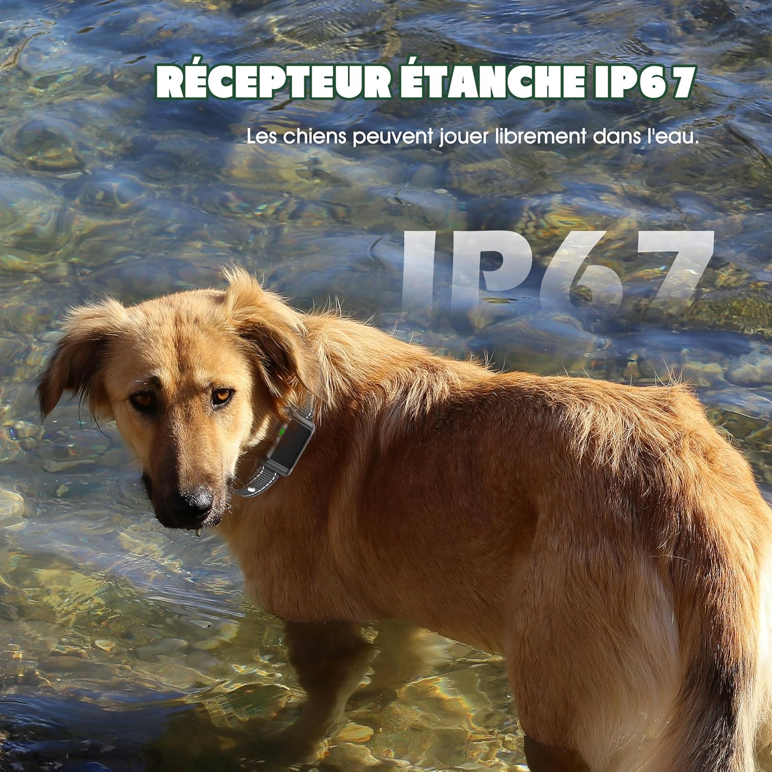 Dressage efficace avec télécommande et collier anti-aboiement