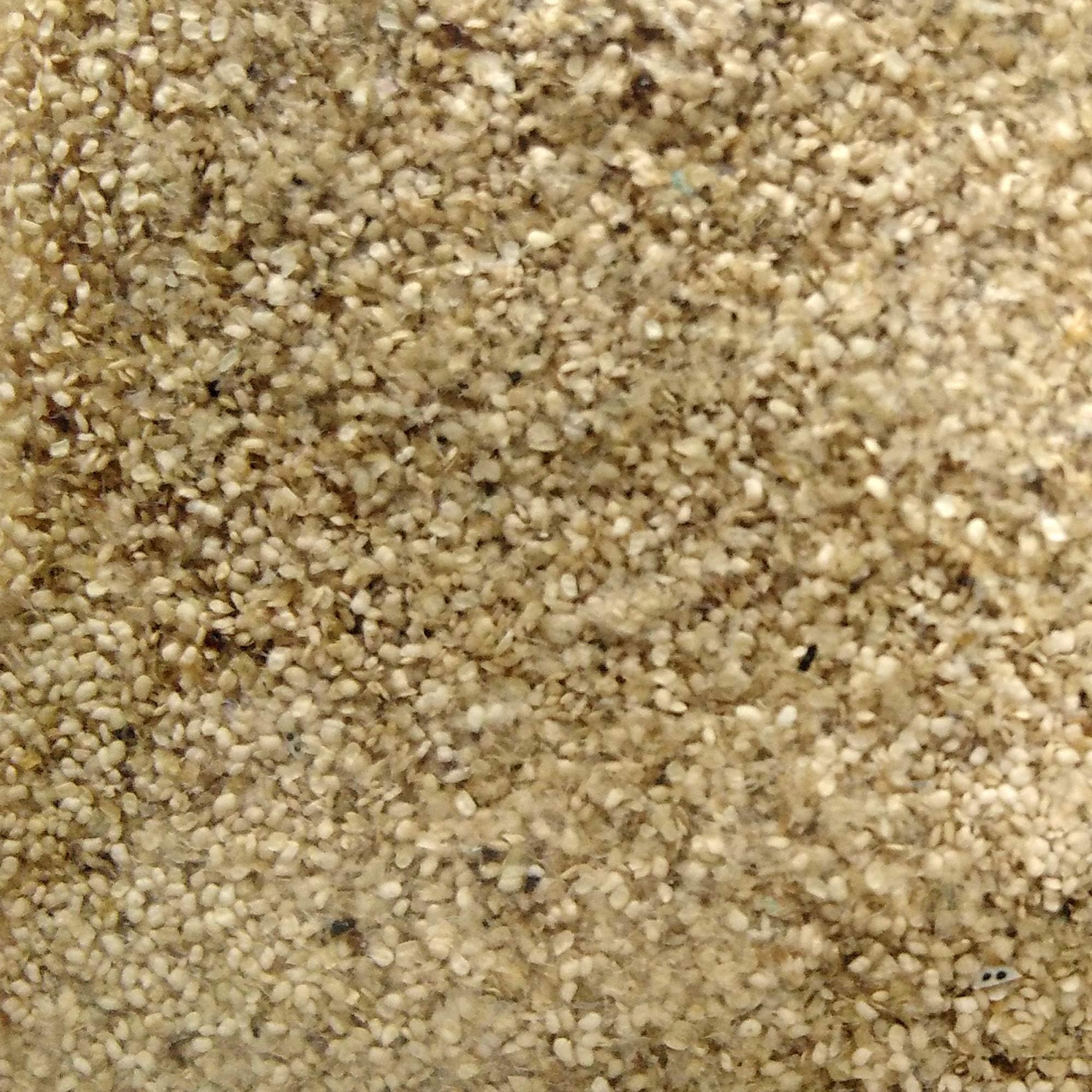 Moina macrocopa Eggs Live Feed for Betta Guppy Discus Tropical Tetra Fish Fry (20,000 Eggs)