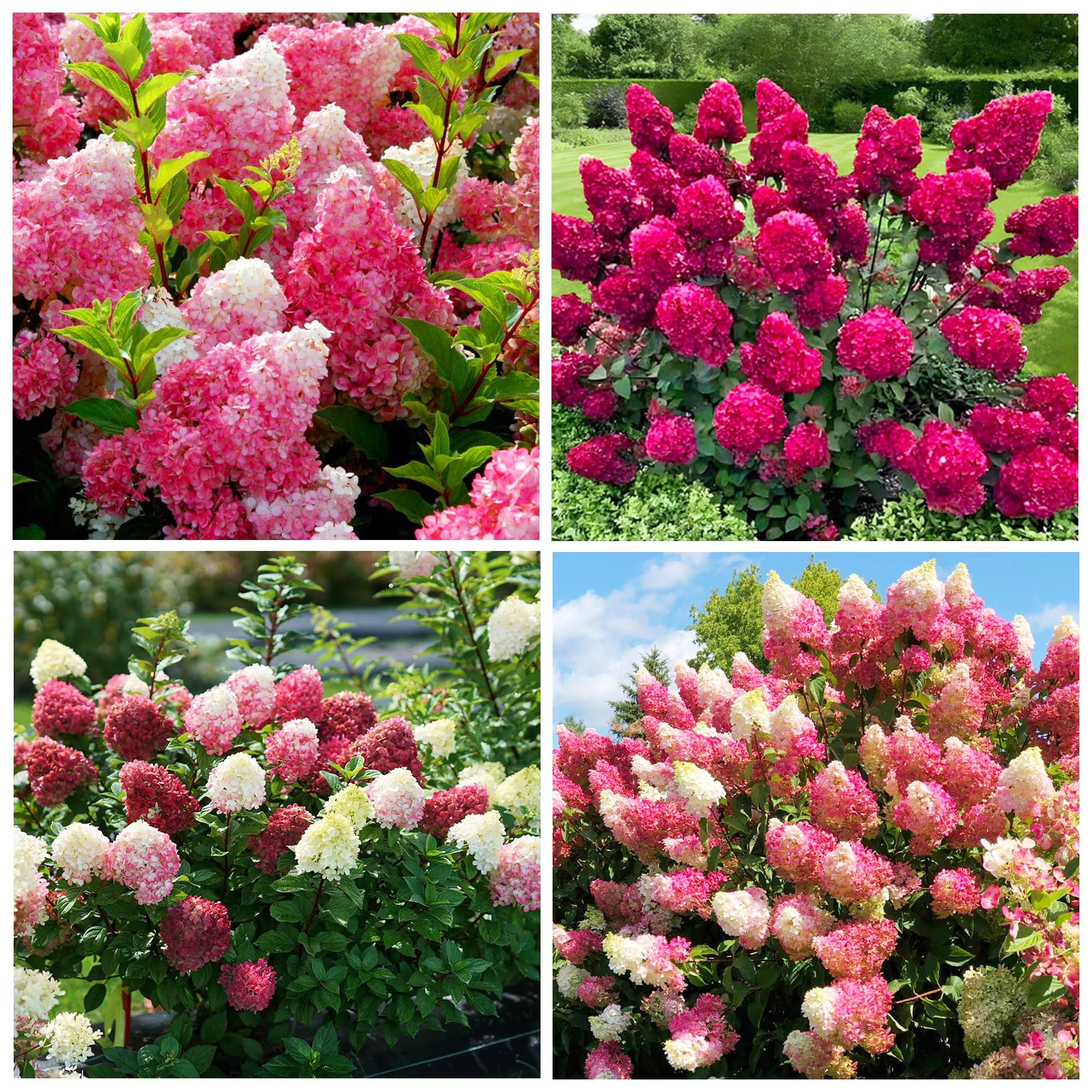 50+Vanilla Strawberry Hydrangea Plants Flower-Geranium Seed for Planting Grow Garden Home