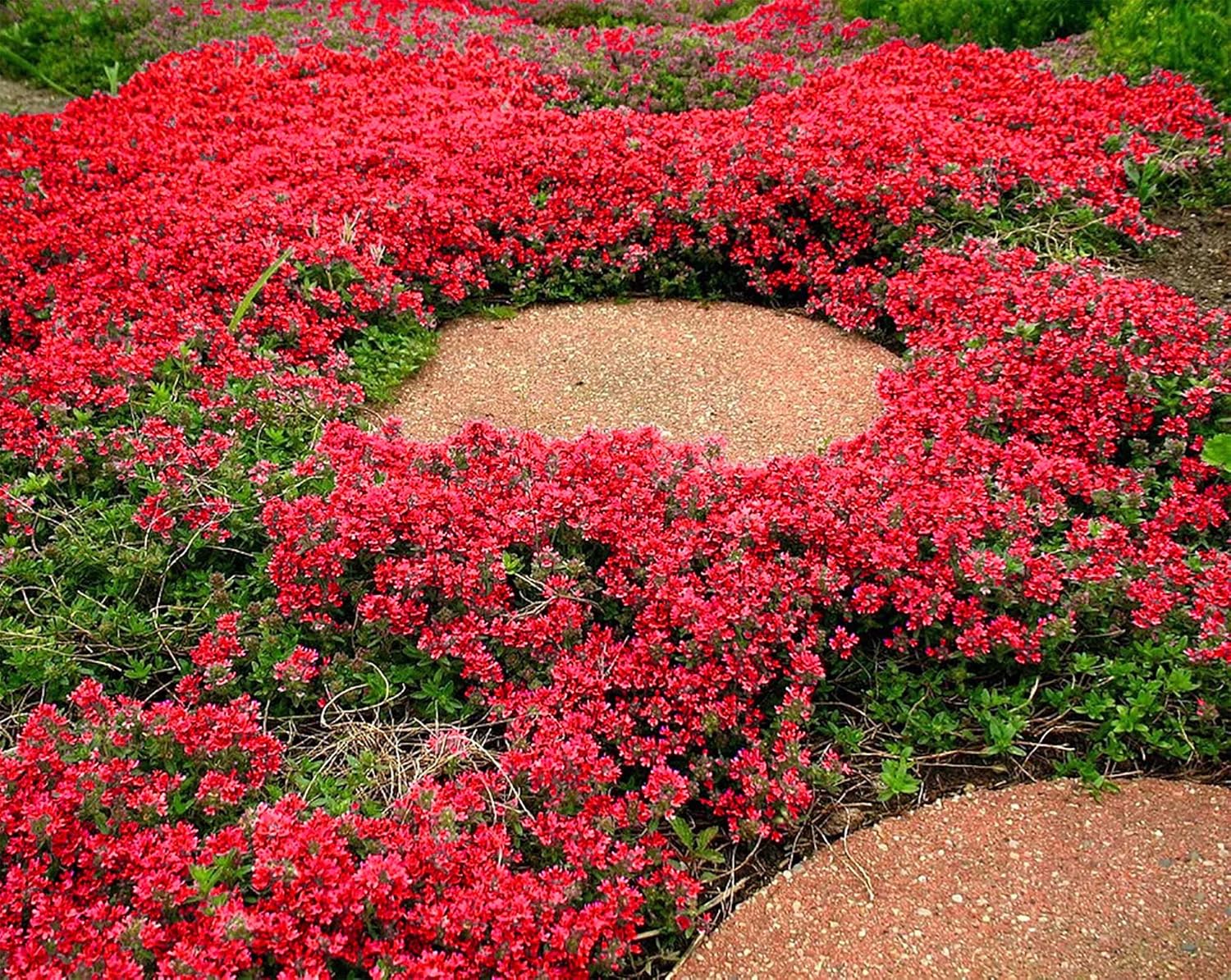 15000+ Red Carpet Creeping Thyme Seeds for Planting