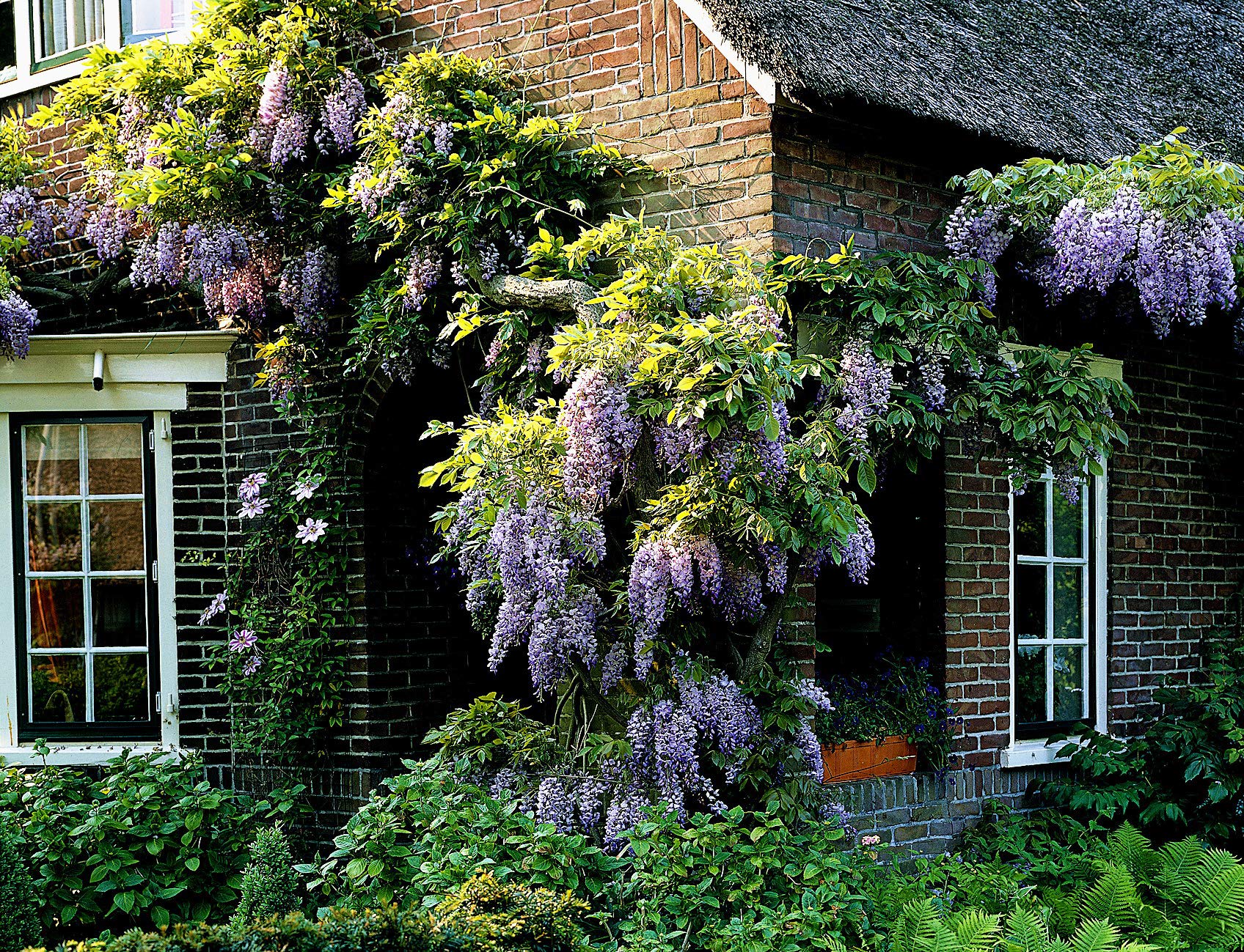 Blauregen. veredelt. 1 Pflanze Wisteria sinensis 40-60 cm : Amazon.de:  Garten