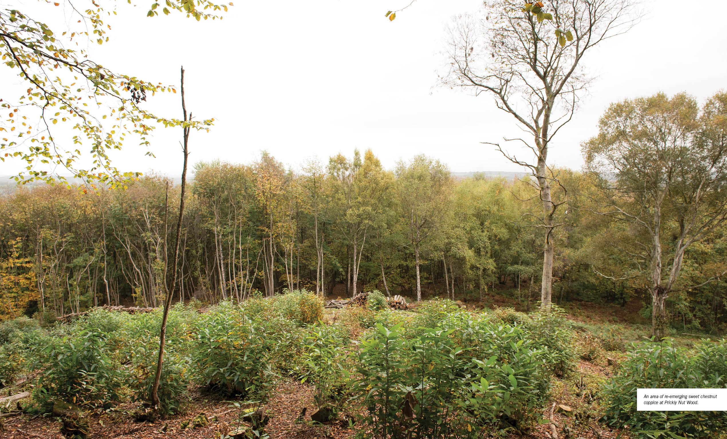 Woodland Workshop: Tools and Devices for Woodland Craft