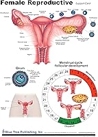 Vista 3 de Salud de la mujer (tabla reproductiva)