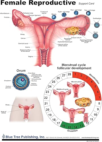 Miniatura 3 de Salud de la mujer (tabla reproductiva)