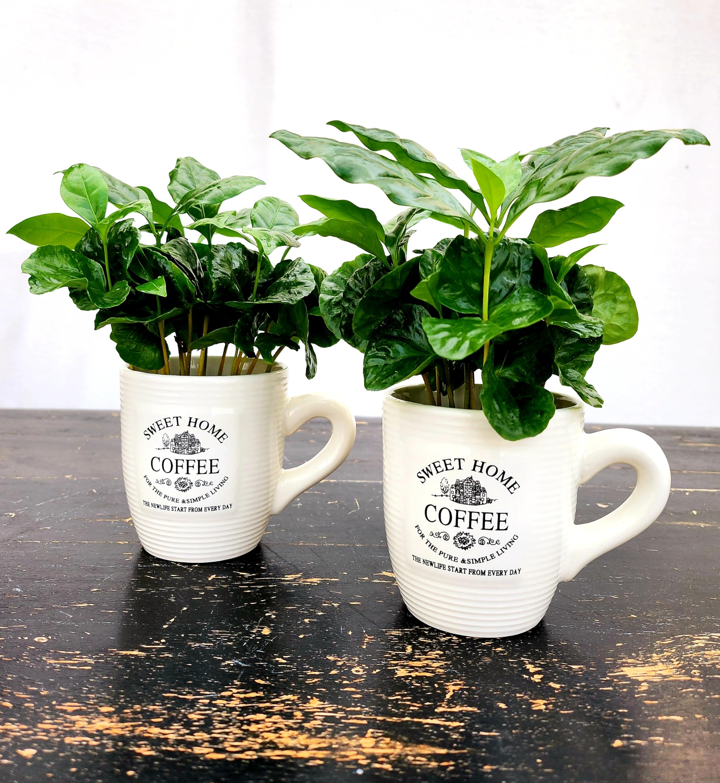 POWERS TO FLOWERS - PIANTA DEL CAFFE' DA FRUTTO, 2 PIANTE, COFFEA ARABICA, IN TAZZINA 9CM DIAMETRO, pianta vera