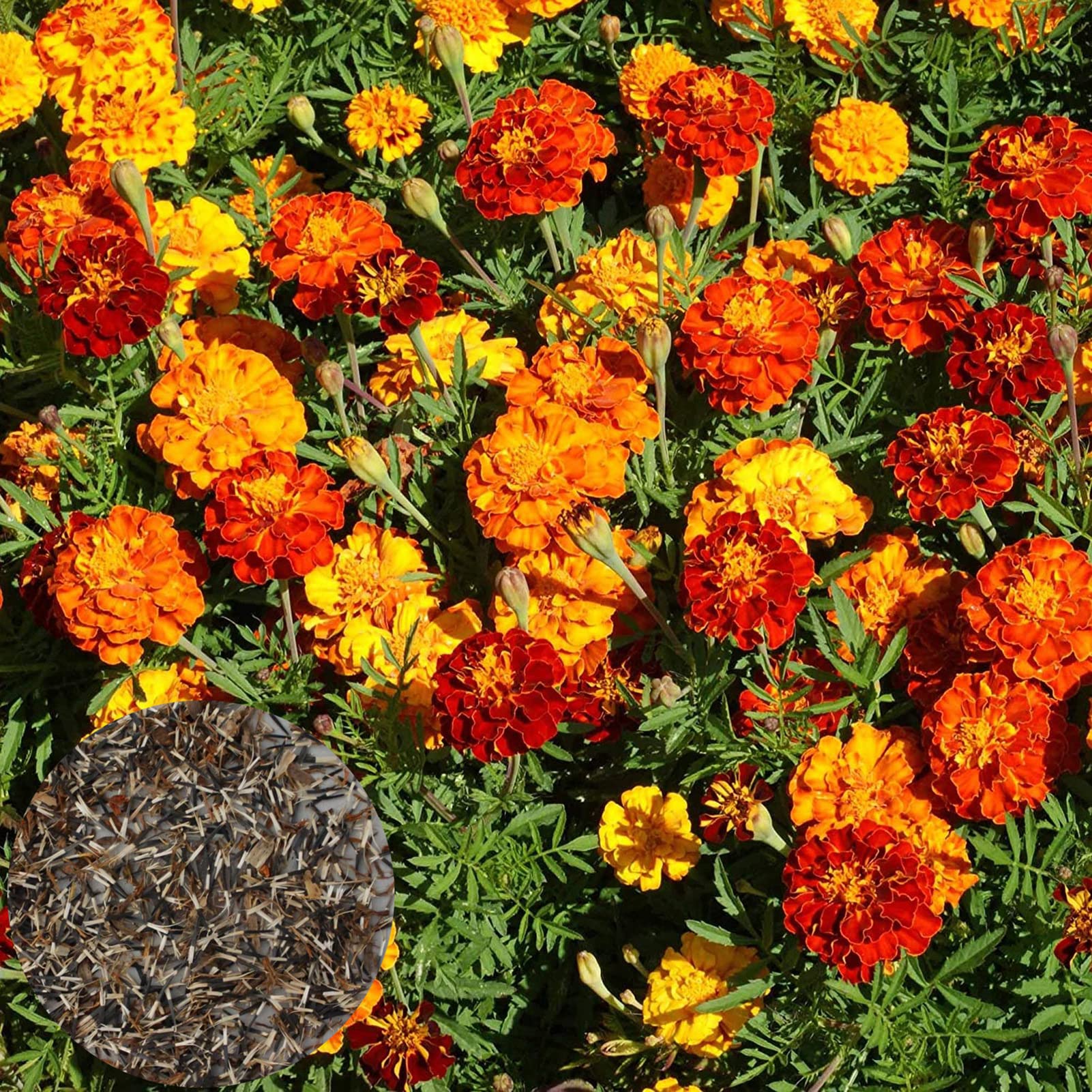 50 Pieces/Set Marigold Seeds High Germination Rate Easy to Grow Vigorous Well-Drained Medium Watered Richly Scented Seeds for Growing in Lawn Beds and Gardens Multicolor One Size