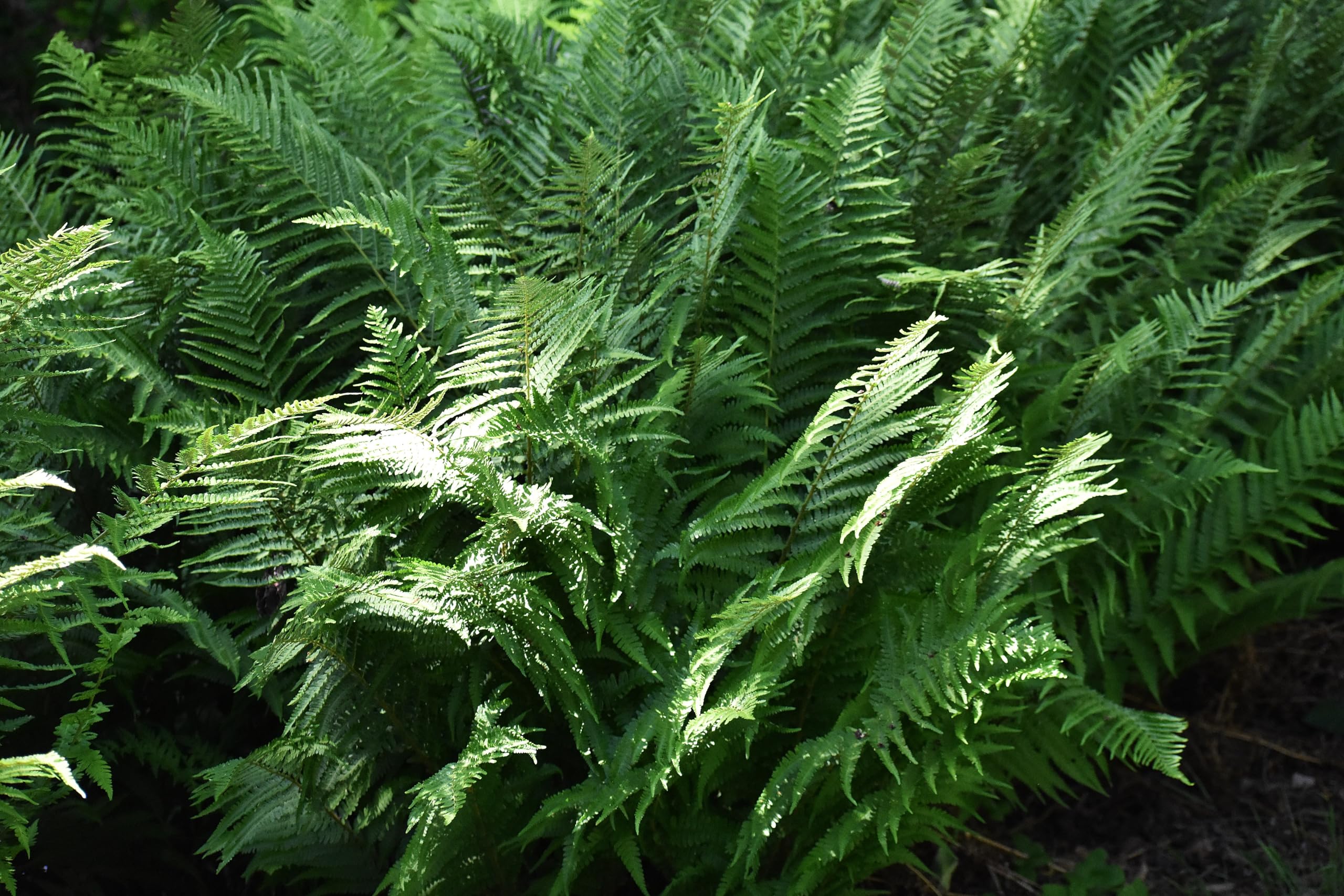 Stauden Gänge 1 x Polystichum setiferum 'Herrenhausen' im 1 Liter Topf (Farn/Winterhart/Wintergrün/Mehrjährig/Staude/Immergrün) Filigranfarn - Eleganz und Struktur für schattige Gärten