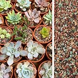 8,2 kg Mix di rocce laviche per piante in porta, ciottoli di ghiaia per bonsai, cactus succulenti, terriccio e riempitivi per vasi, giardinaggio fatato, condimento superiore - 6