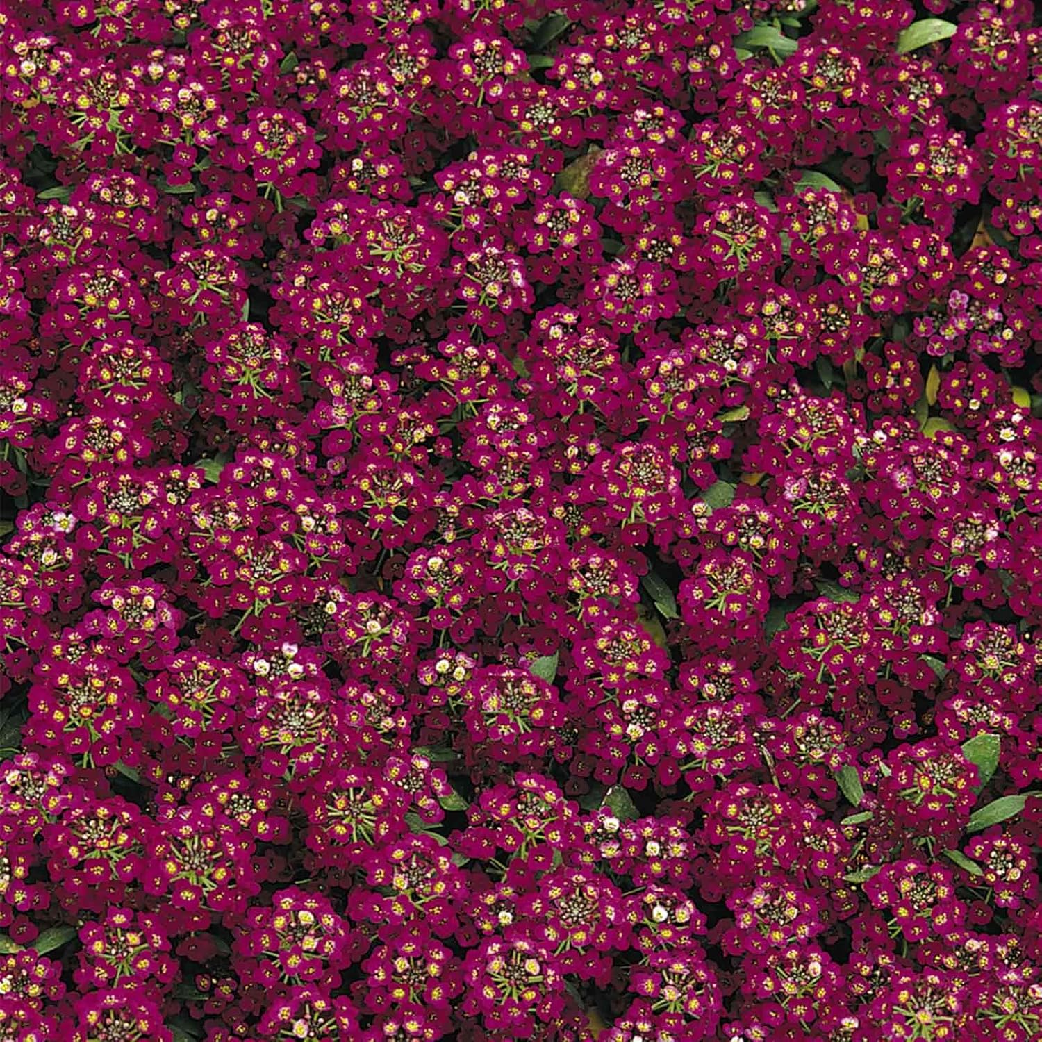 Alyssum Easter Bonnet Seeds - Color: Deep Pink - Approx 1000 Multi Seed Pellets - Annual Flower Garden - Lobularia maritima