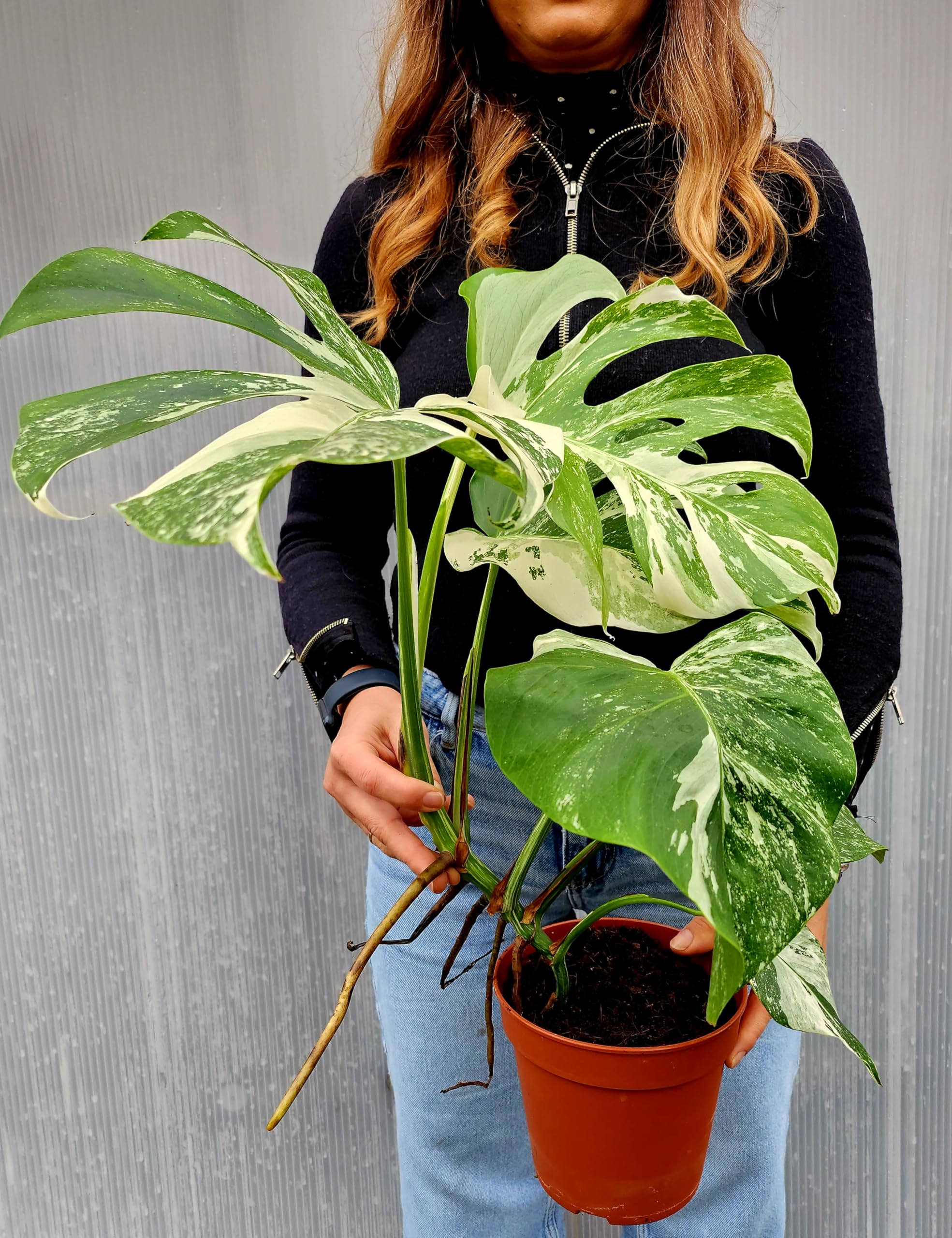 POWERS TO FLOWERS - PHYLODENDRON PERTUSUM, MONSTERA DELICIOSA ALBO VARIGATA, IN VASO 14CM DIAMETRO, pianta vera
