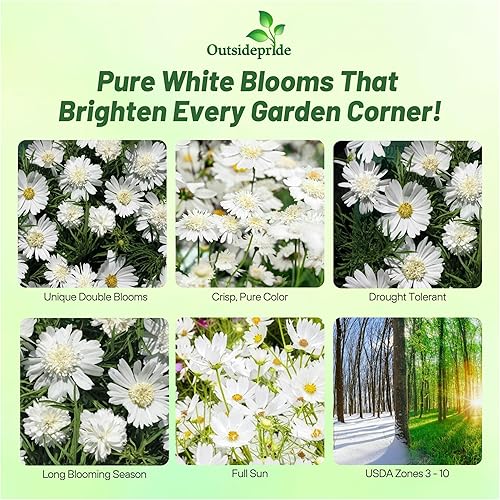 Miniatura 2 de Outsidepride 50 semillas anuales Cosmos Bipannatus White Popsocks Semillas de flores para plantar