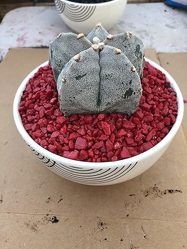 Miniatura 4 de Astrophytum