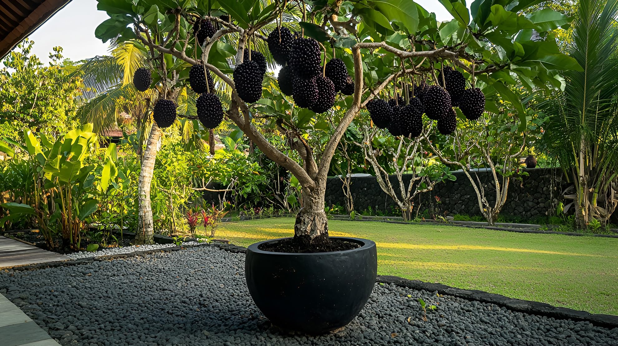 Amazon.com : Thornless BlackBerry Bonsai Tree Seedling for