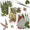 63 Pcs Real Dried Pressed Leaves Assorted Natural Dried Leaf Plant Herbarium Set for DIY Candle Resin Jewelry Soap Vase Nail Phone Case Crafts Making Floral Decors 21 Styles Leaves with Tweezers