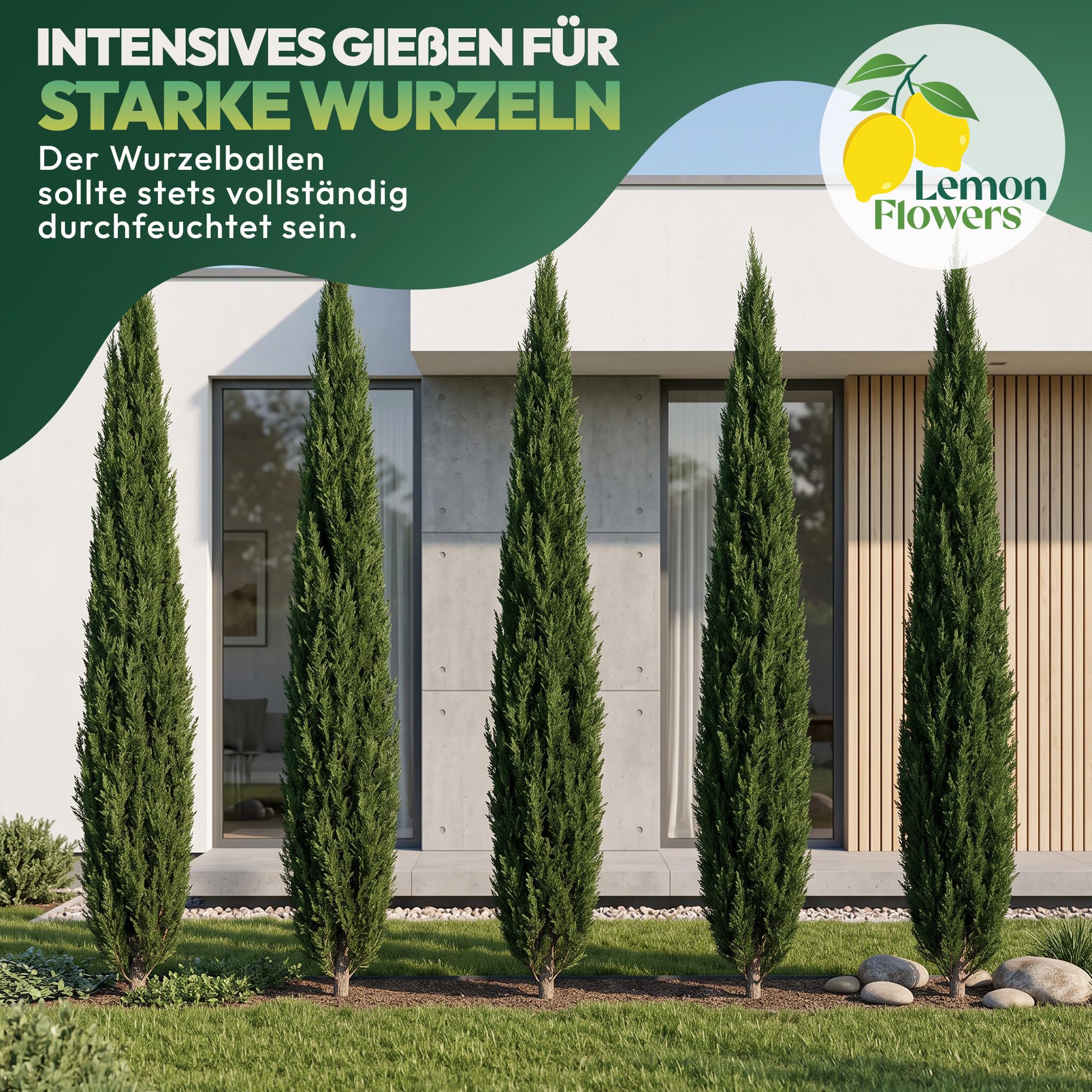 10er Set Cupressus Semper Virens XL 150 cm - Zypresse Winterhart bis -20º - Sichtschutz Pflanzen - Italienische Winterharte Zypresse - Schnellwachsend bis zu 6-8m -